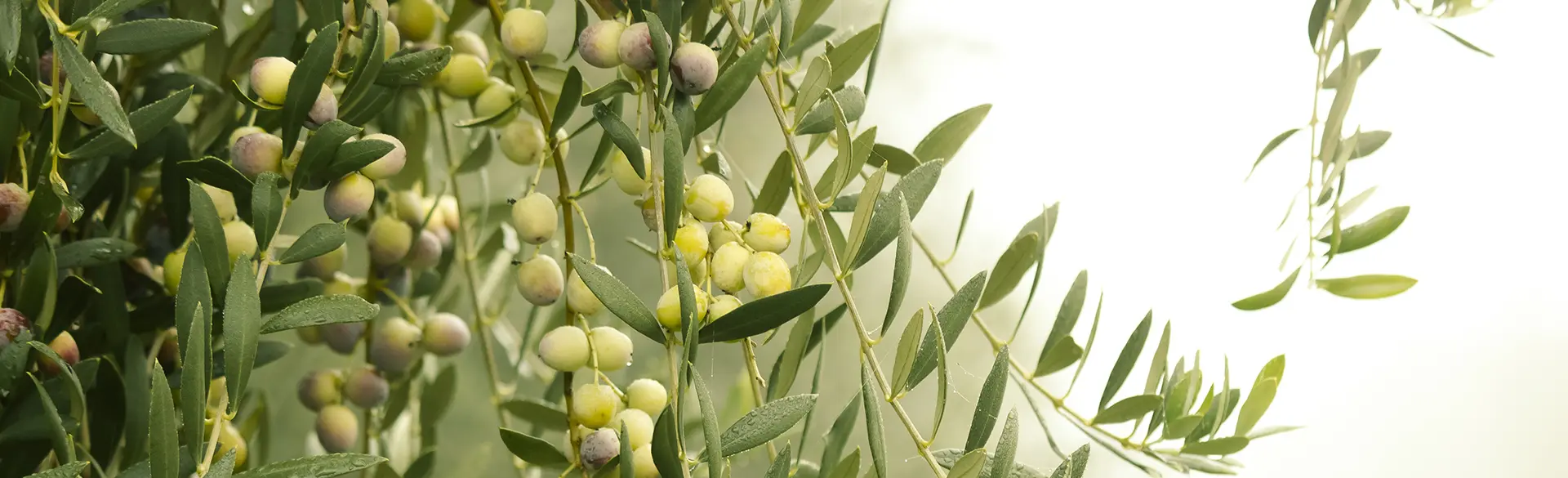 Everything about Olive Oil
