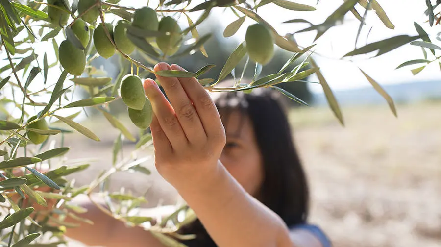 Olive Picking by hand