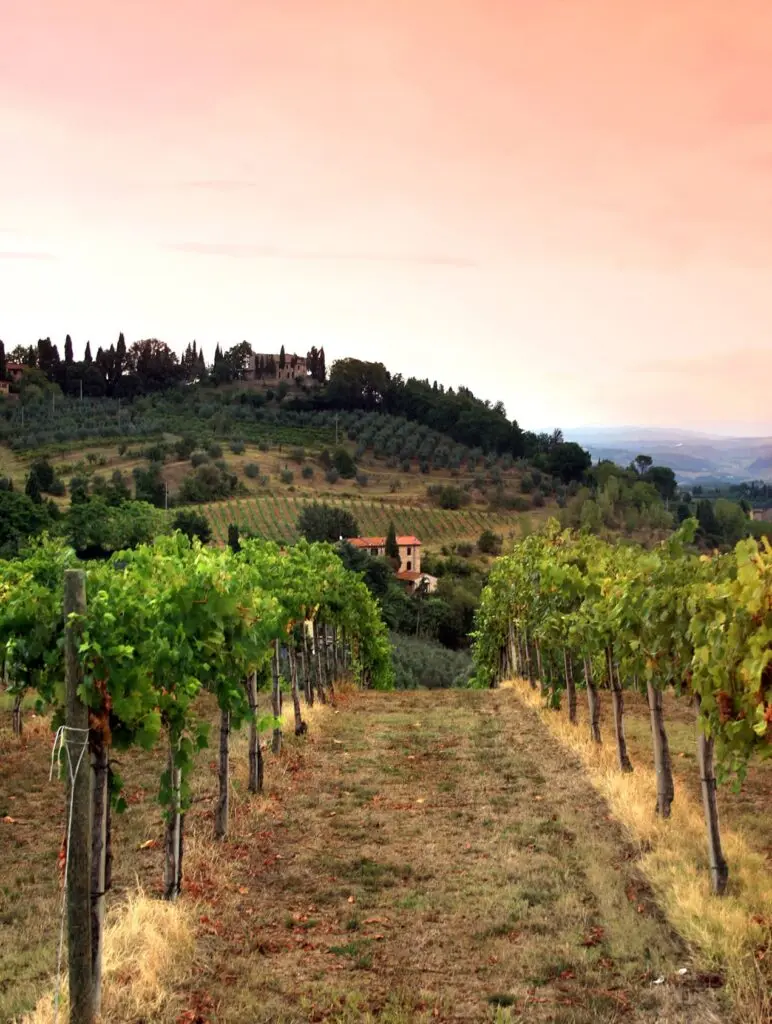 Grappa Wijngaard Italië