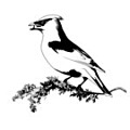 Buy Juniper Bird Gin? Find the best gin at Tasting Collection